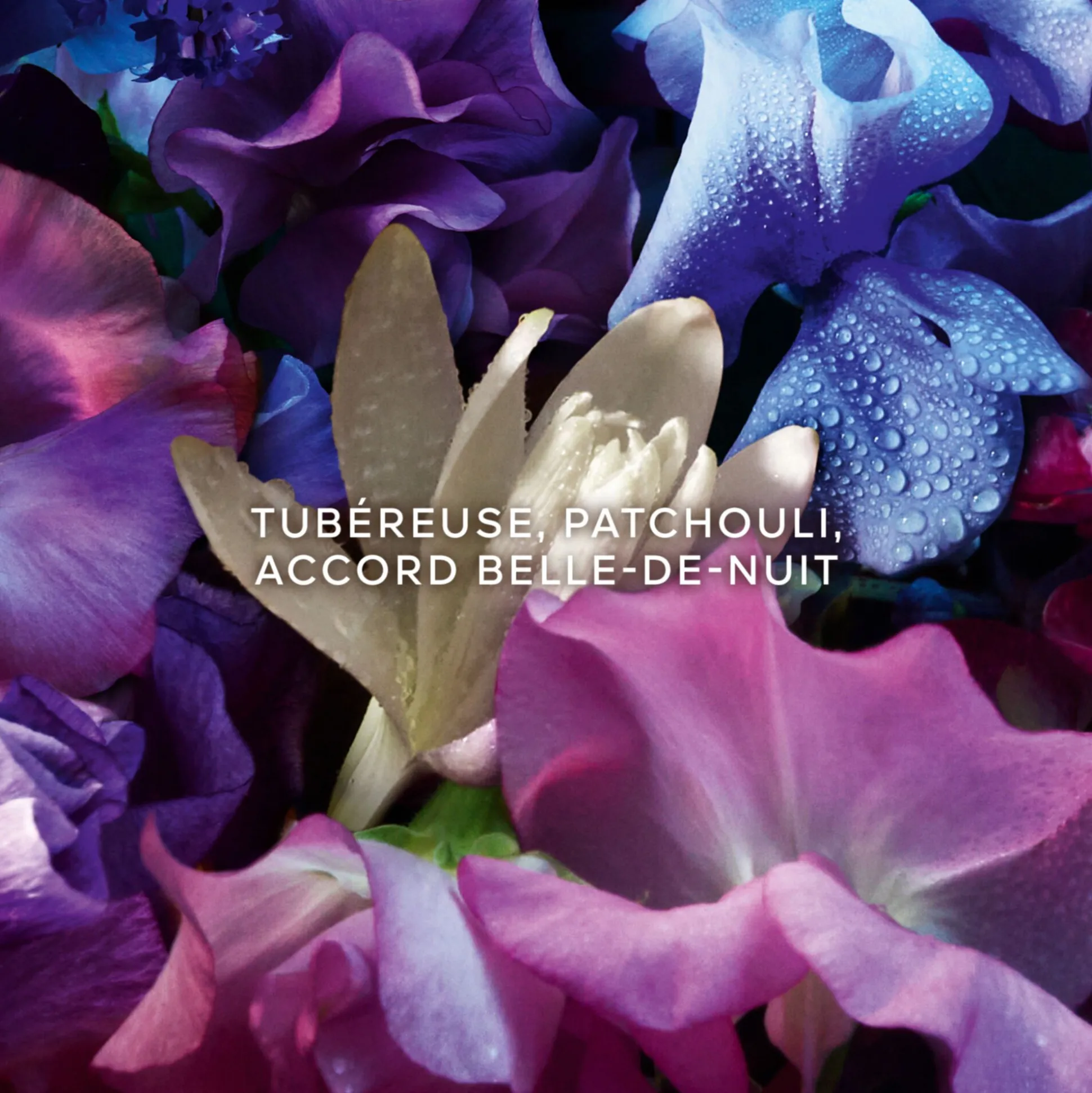Absolus Allegoria Florabloom