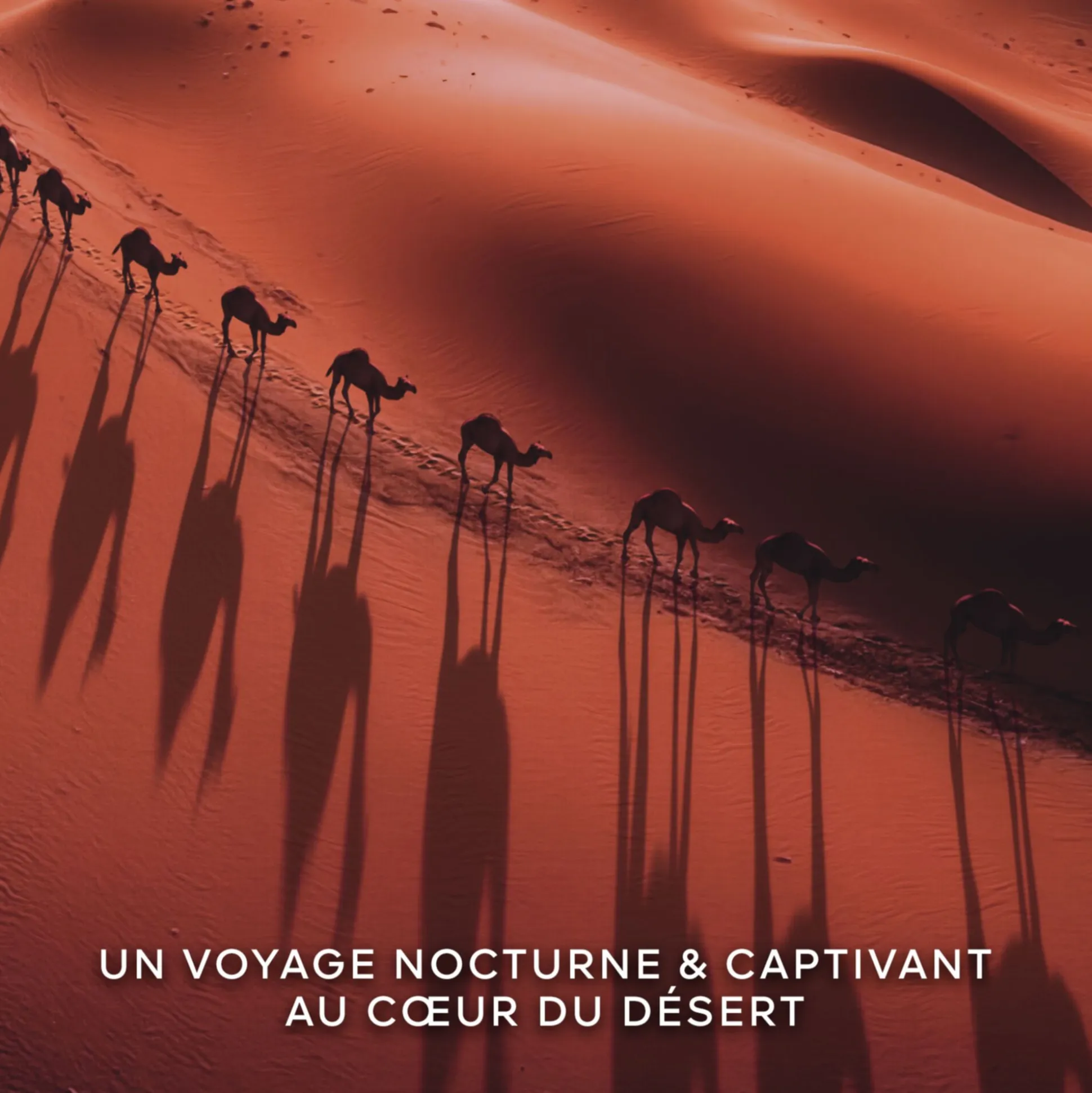 Absolus Allegoria Tabac Sahara