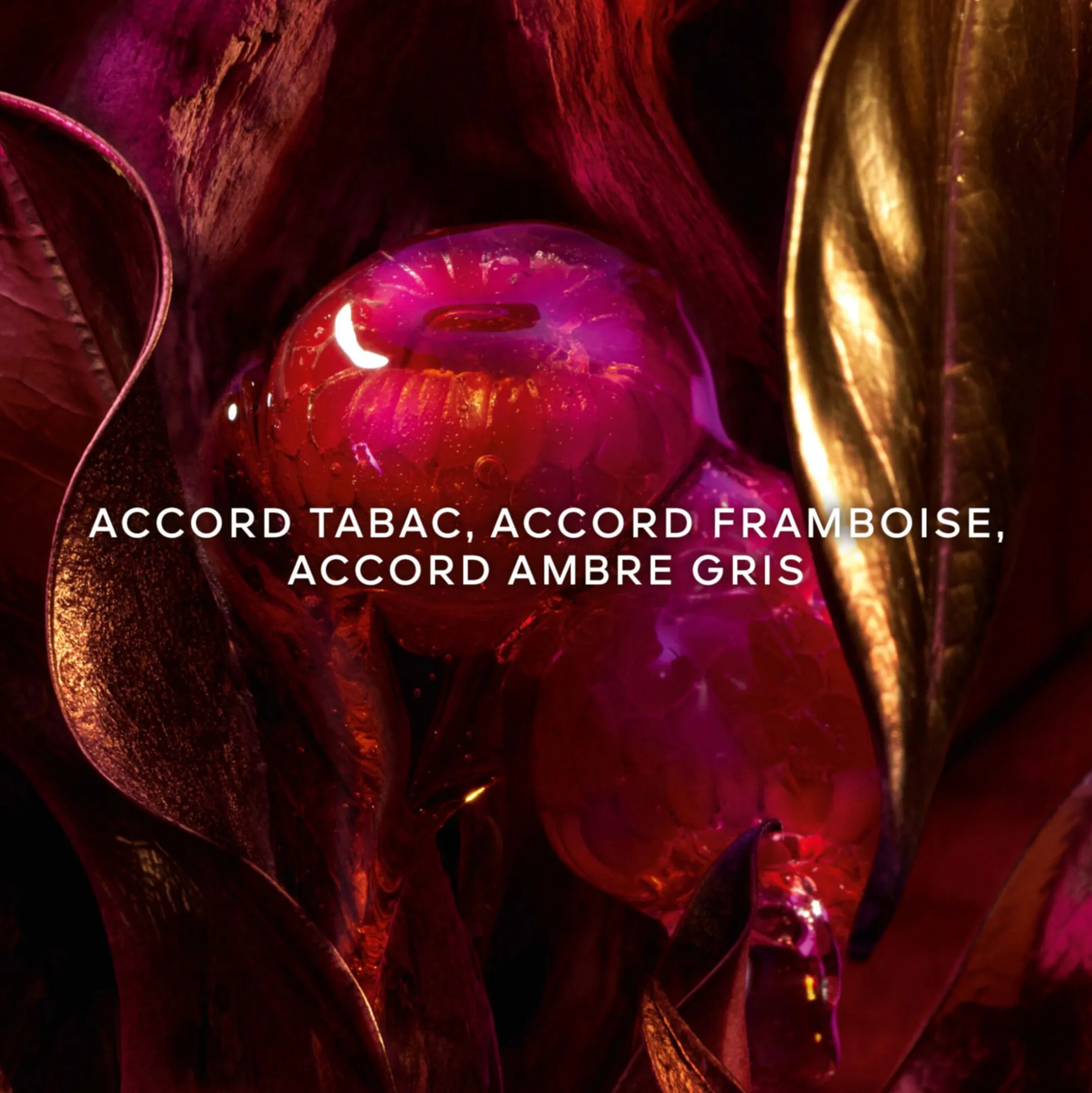 Absolus Allegoria Tabac Sahara