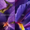 Coffret Insolence