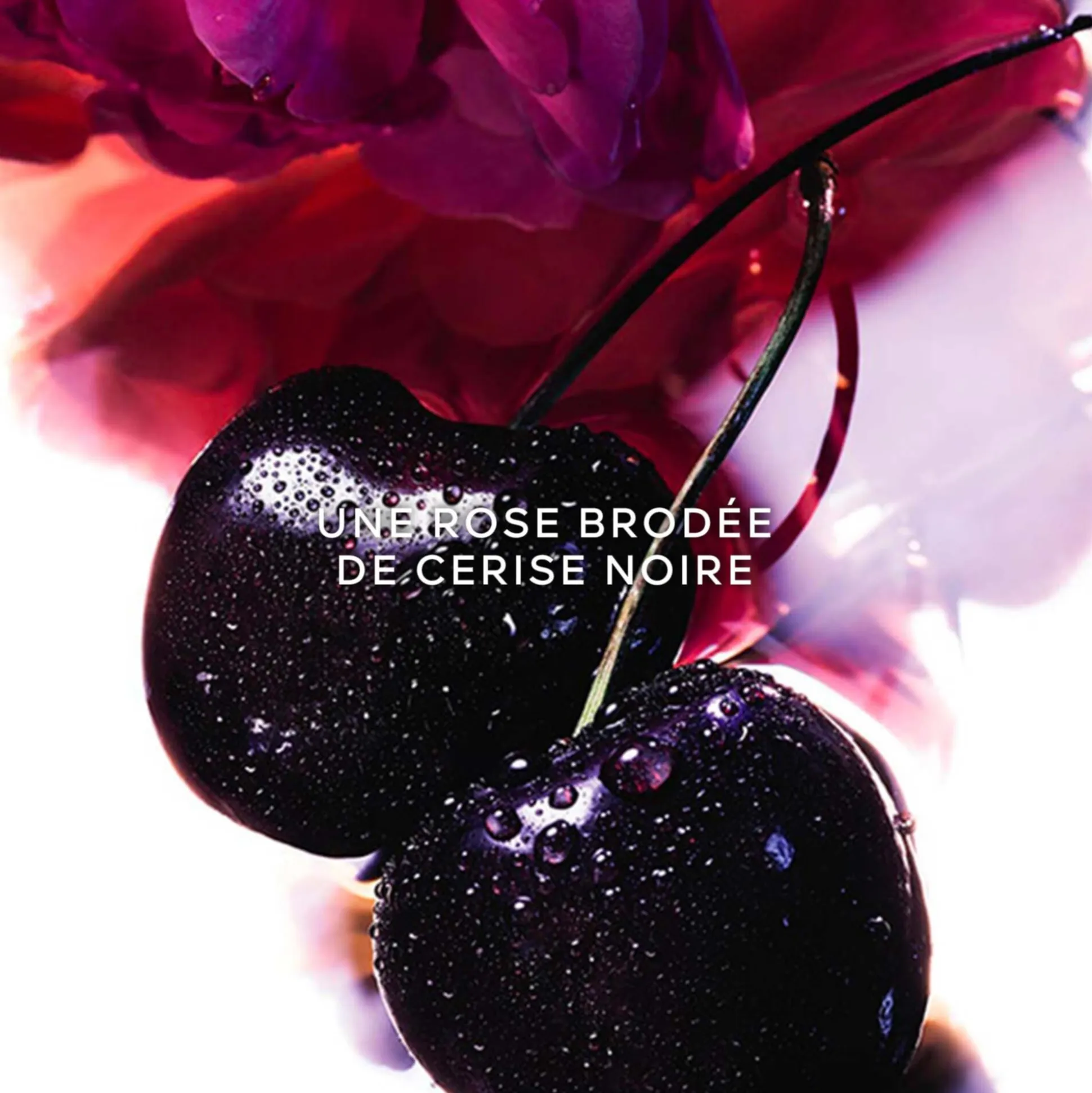 Coffret La Petite Robe Noire
