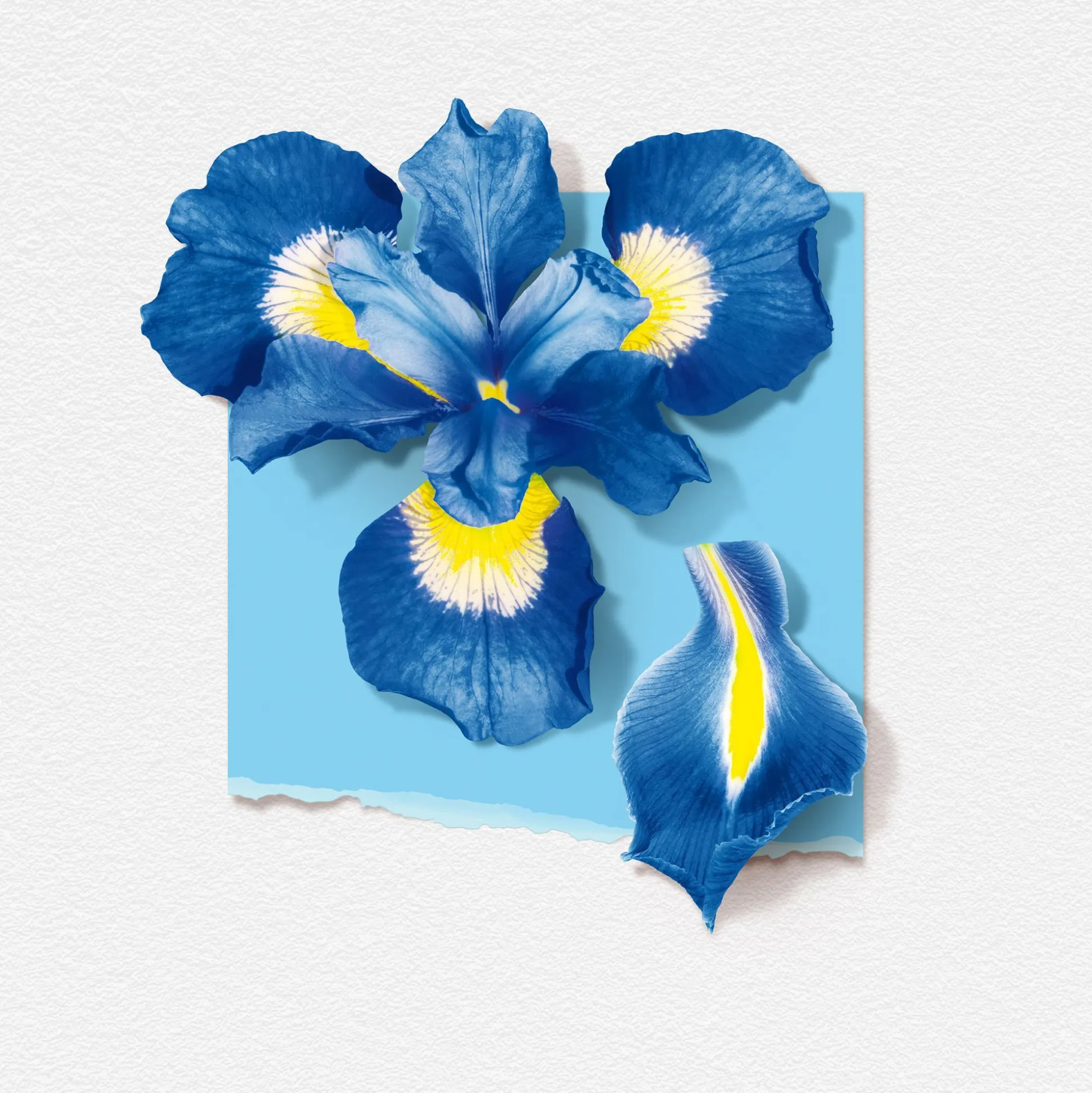 Fleur D'iris