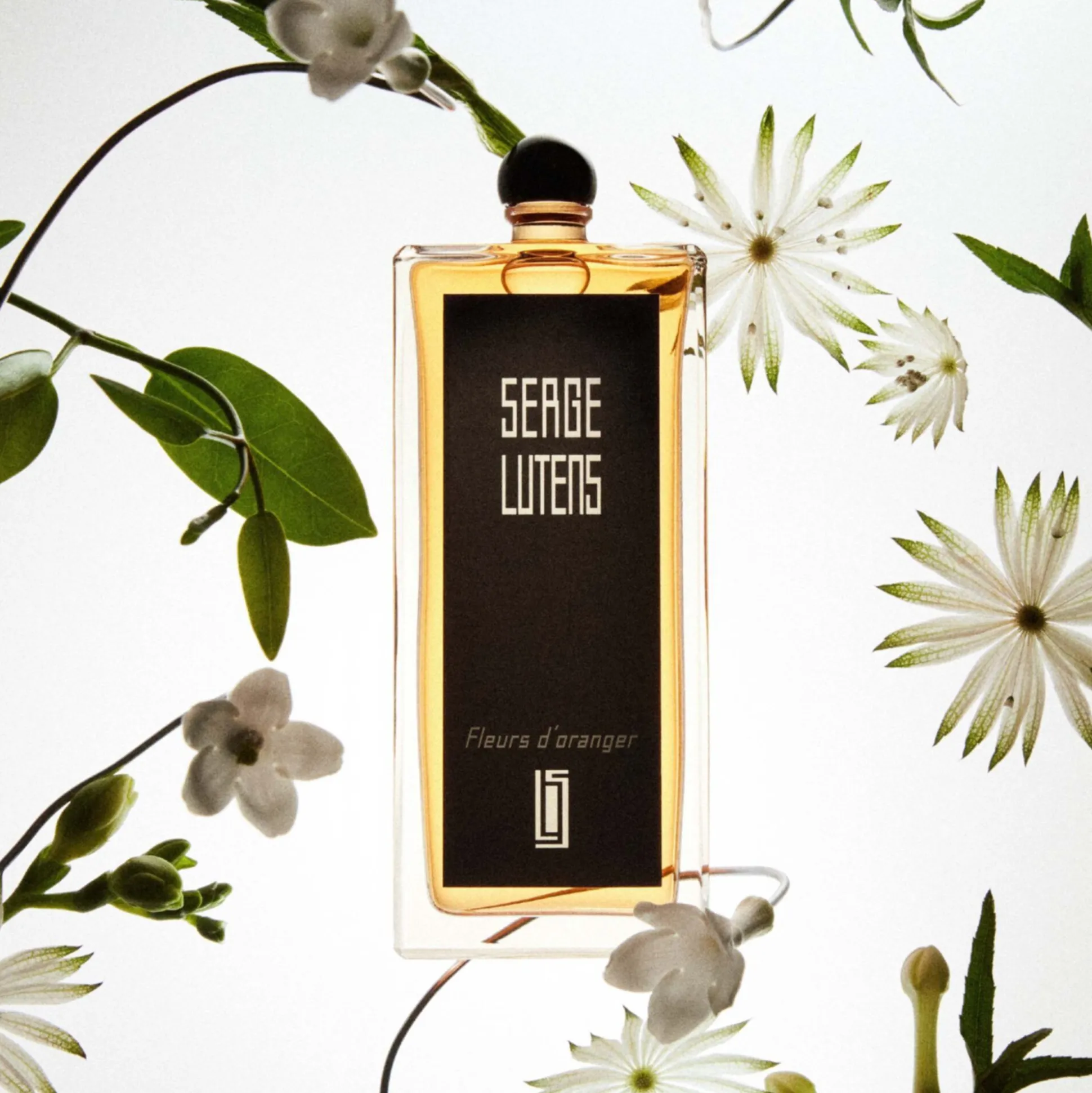 Fleurs D'oranger