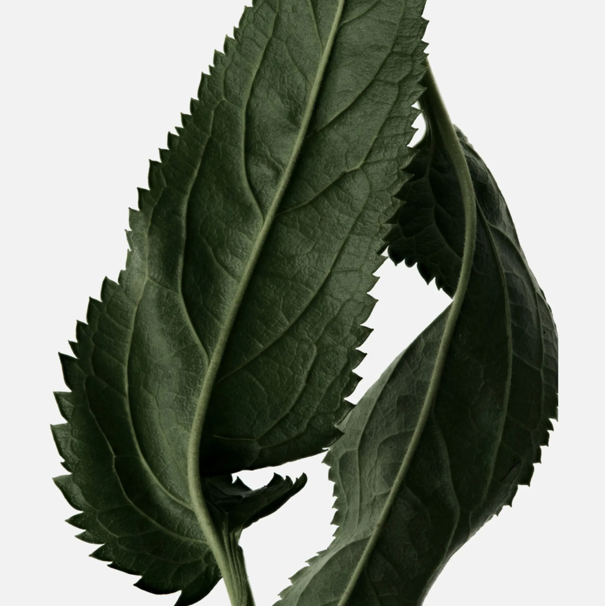 Le Patchouli