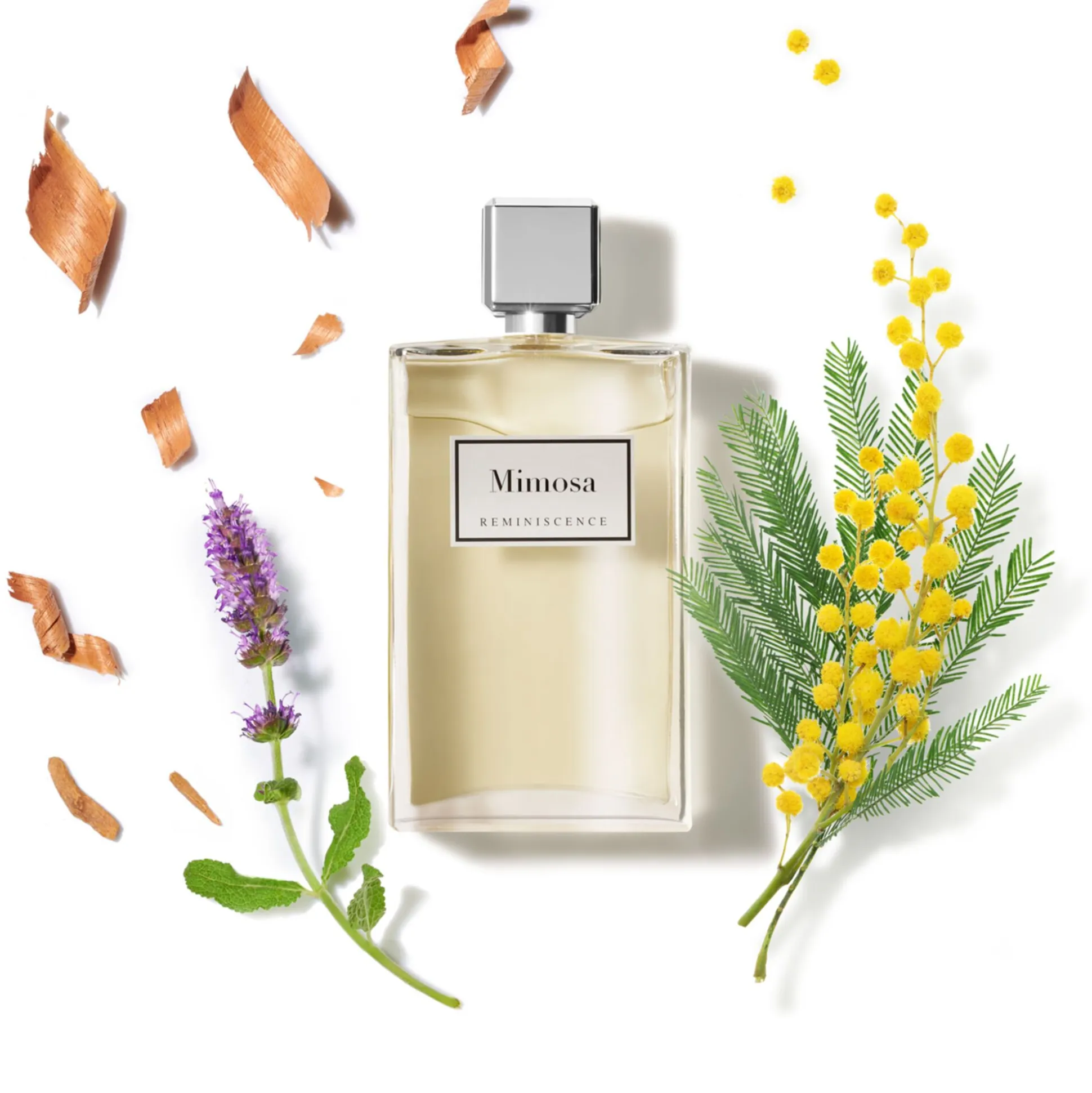 Mimosa