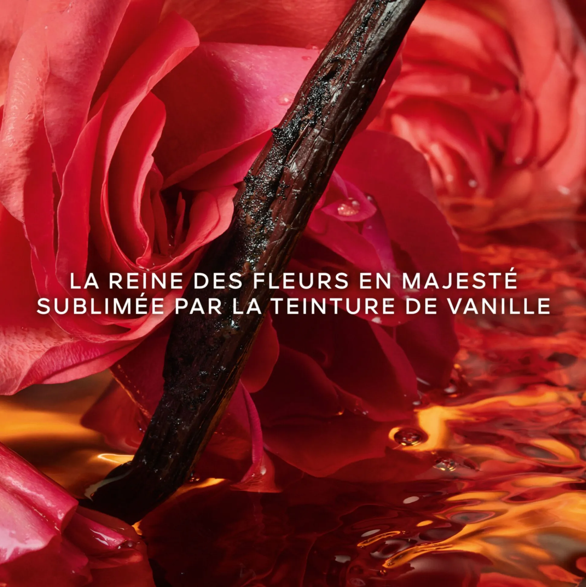 Shalimar Millésime Rose