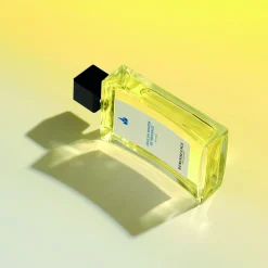 Sous Un Mimosa De Provence